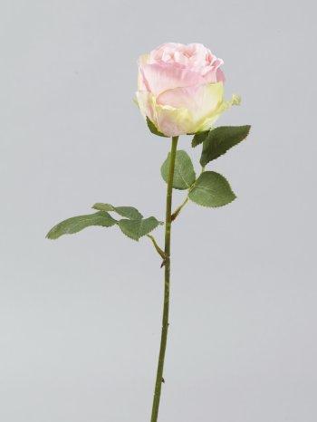 Rose am Stiel - 1