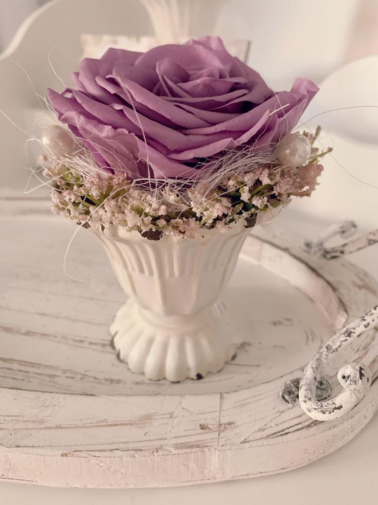 Rose dekoriert lavendel